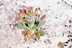 Lepidium ostleri