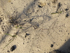 Pelargonium multiradiatum