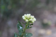 Baccharis rupicola