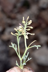 Lepidium ostleri