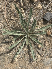 Mentzelia laevicaulis
