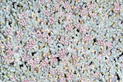 Eriogonum soredium