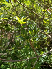 Vitex agnus-castus