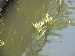 Potamogeton