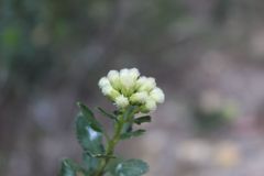 Baccharis rupicola