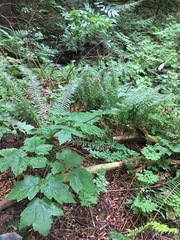Actaea elata