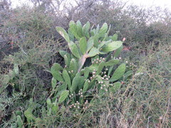 Opuntia bonaerensis