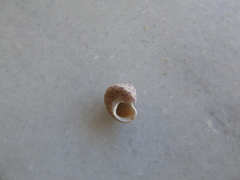 Steromphala divaricata