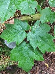Actaea elata