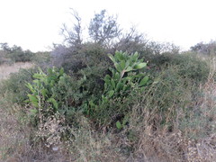 Opuntia bonaerensis