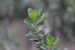 Baccharis rupicola