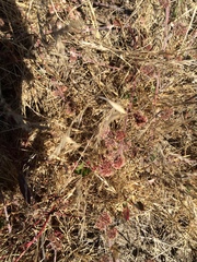 Chorizanthe cuspidata