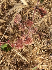 Chorizanthe cuspidata