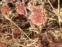 Chorizanthe cuspidata