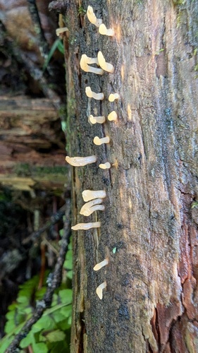 Calocera cornea