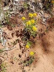 Gaillardia spathulata