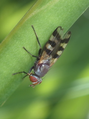 Ceroxys urticae
