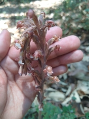 Sarcoglottis schaffneri