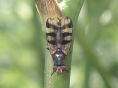 Ceroxys urticae