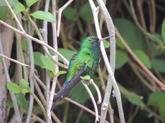 Cynanthus forficatus
