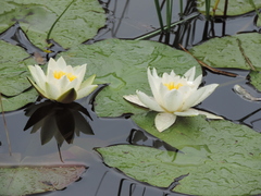 Nymphaea candida