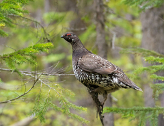Siberian Grouse photo 2