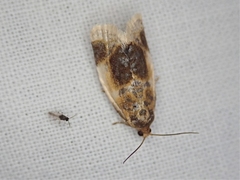 Clepsis melaleucanus