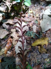 Sarcoglottis schaffneri