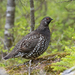 Siberian Grouse - Photo (c) Геннадий, some rights reserved (CC BY-NC), uploaded by Геннадий