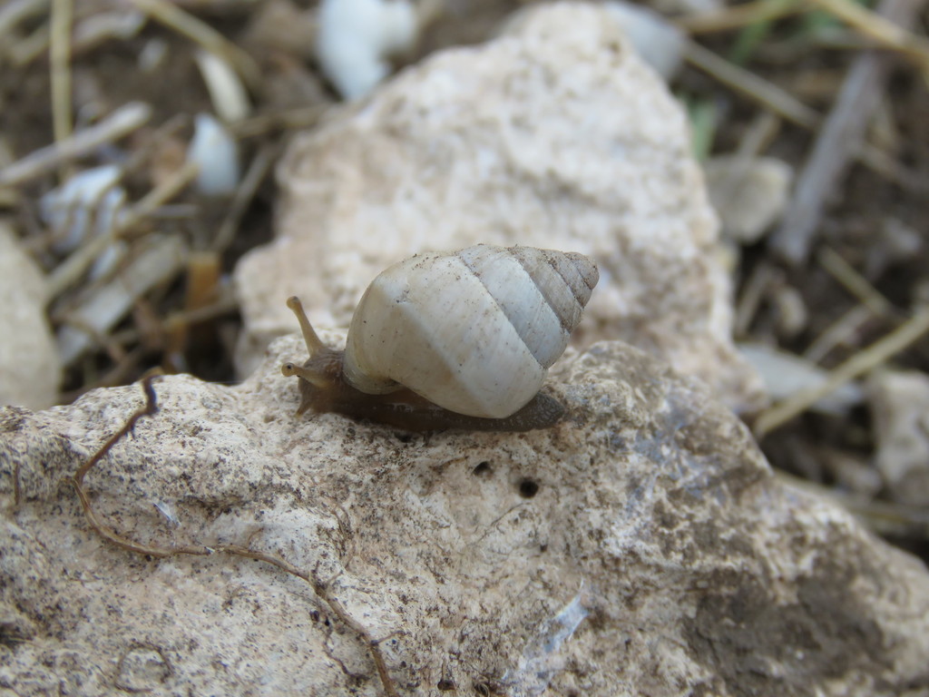 Plagiodontes patagonicus