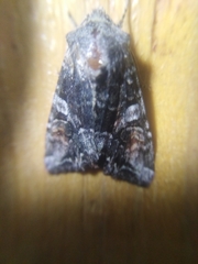 Lacanobia contigua