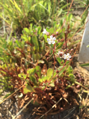 Samolus ebracteatus ebracteatus