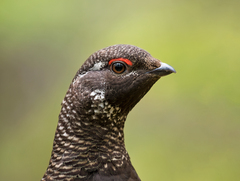 Siberian Grouse photo 5