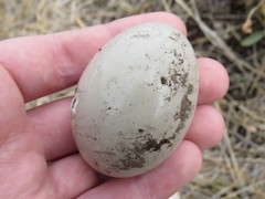 Rhynchotus rufescens