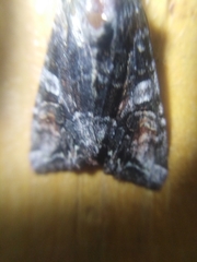 Lacanobia contigua