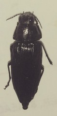 Buprestis lyrata