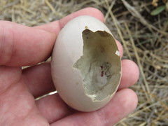 Rhynchotus rufescens