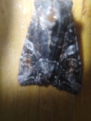 Lacanobia contigua