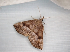 Hypena deceptalis