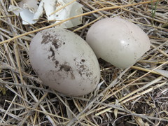 Rhynchotus rufescens