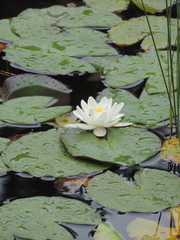 Nymphaea candida