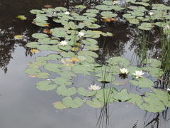 Nymphaea candida