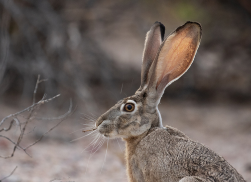Black-tailed Jackrabbit