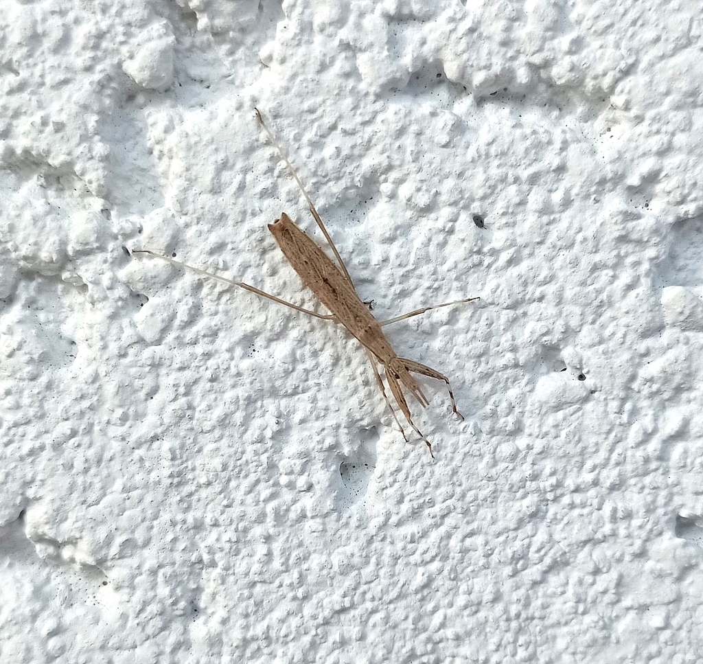 Sastrapada baerensprungi