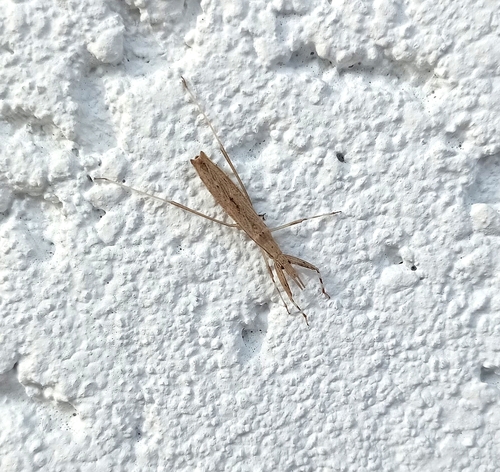 Sastrapada baerensprungi