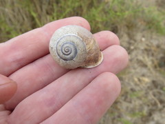 Otala punctata