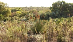 Thamnochortus insignis