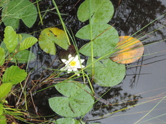 Nymphaea candida