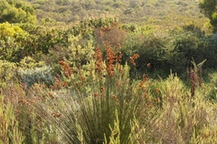 Thamnochortus insignis