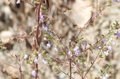 Sairocarpus vexillocalyculatus